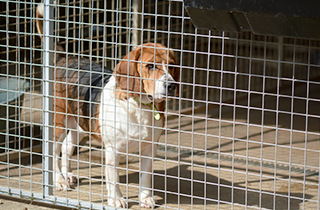 Dog Kennel | All American Pet Resort - Royal Oak | Birmingham, MI | (248) 554-0100 Dog Kennel | All American Pet Resort - Royal Oak | Birmingham, MI | (248) 554-0100
