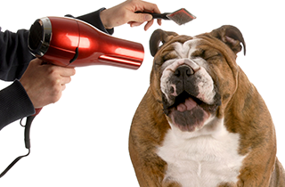 Pet Grooming | All American Pet Resort - Royal Oak | Birmingham, MI | (248) 554-0100 Pet Grooming | All American Pet Resort - Royal Oak | Birmingham, MI | (248) 554-0100