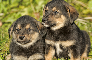 Doggy Day Care | All American Pet Resort - Royal Oak | Birmingham, MI | (248) 554-0100 Doggy Day Care | All American Pet Resort - Royal Oak | Birmingham, MI | (248) 554-0100