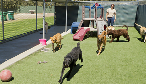 Doggy Day Care | All American Pet Resort - Royal Oak | Birmingham, MI | (248) 554-0100 Doggy Day Care | All American Pet Resort - Royal Oak | Birmingham, MI | (248) 554-0100